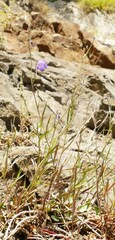 Campanula rotundifolia