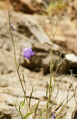 Campanula rotundifolia