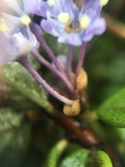 Ceanothus maritimus