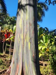 Eucalyptus deglupta