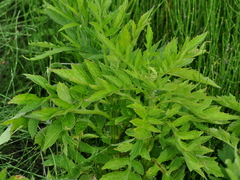 Erechtites valerianifolius