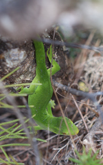 Naultinus flavirictus