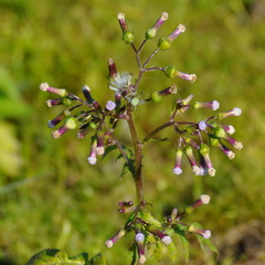 Erechtites valerianifolius