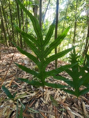 Polypodiaceae