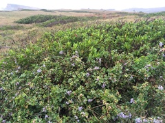 Ceanothus maritimus