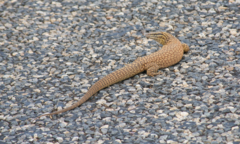 Varanus acanthurus