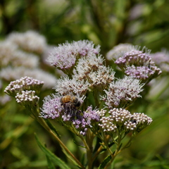 Campovassouria cruciata