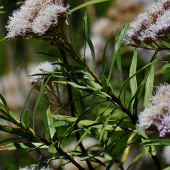 Campovassouria cruciata