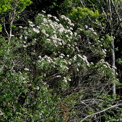 Campovassouria cruciata
