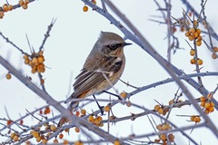 Phoenicurus erythronotus