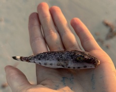 Sphoeroides spengleri