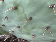 Opuntia × occidentalis