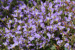 Scaevola aemula