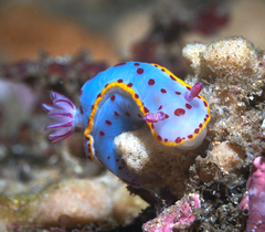Hypselodoris bennetti