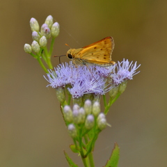 Chromolaena laevigata