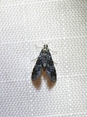 Elophila tinealis