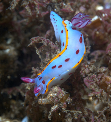 Hypselodoris bennetti