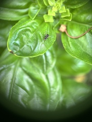 Parapalaeosepsis plebeia