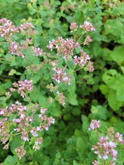 Origanum
