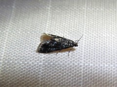Elophila tinealis