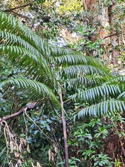 Cibotium glaucum