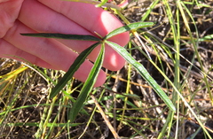 Sidalcea neomexicana