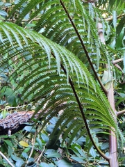 Cibotium glaucum