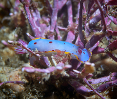 Hypselodoris bennetti