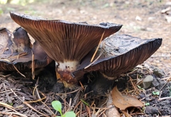 Gomphidius oregonensis