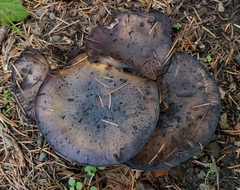 Gomphidius oregonensis