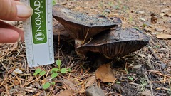 Gomphidius oregonensis