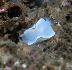 Glossodoris angasi