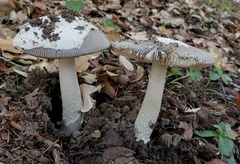 Amanita constricta