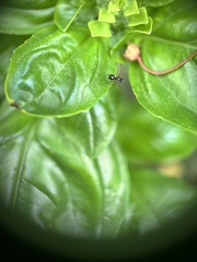 Parapalaeosepsis plebeia