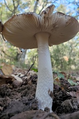 Amanita constricta