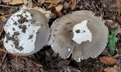 Amanita constricta