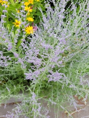 Salvia yangii