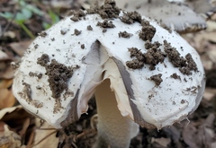 Amanita constricta