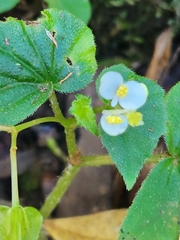 Begonia hirtella