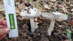 Amanita constricta