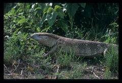 Varanus albigularis albigularis