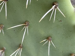 Opuntia semispinosa