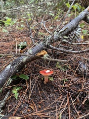 Russula rhodocephala