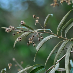 Moquiniastrum polymorphum polymorphum