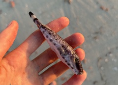 Sphoeroides spengleri