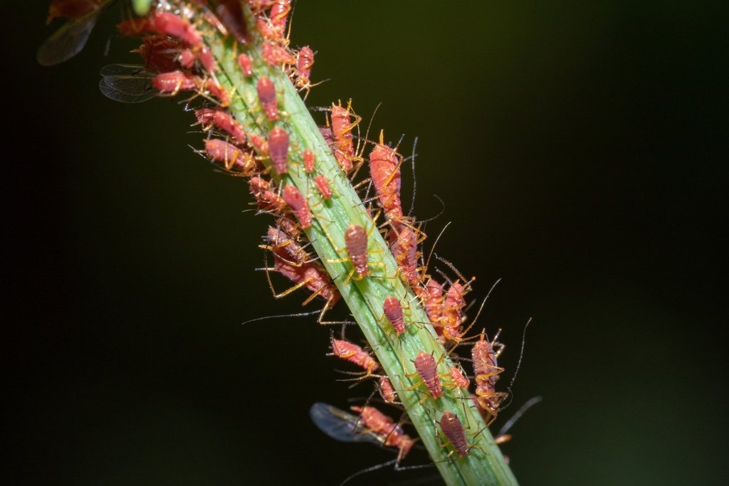 Goldenglow aphid