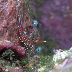 Rhynchocinetes serratus