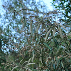 Moquiniastrum polymorphum polymorphum