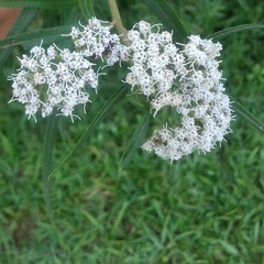 Grazielia serrata