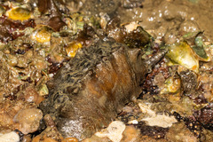 Cryptoconchus porosus